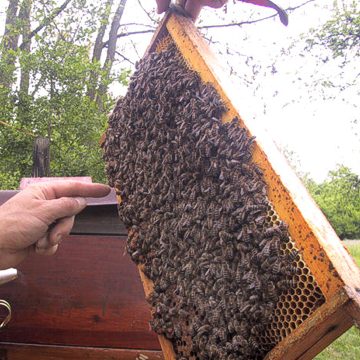 , Gebeamte Bienen &#8211; oder: der Tod einer Tierart?