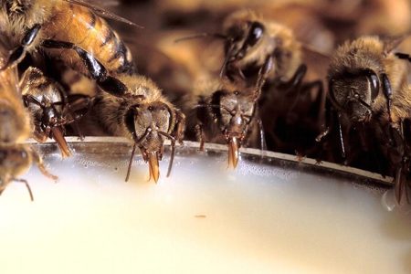 , Gebeamte Bienen &#8211; oder: der Tod einer Tierart?